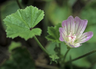 Malva neglecta