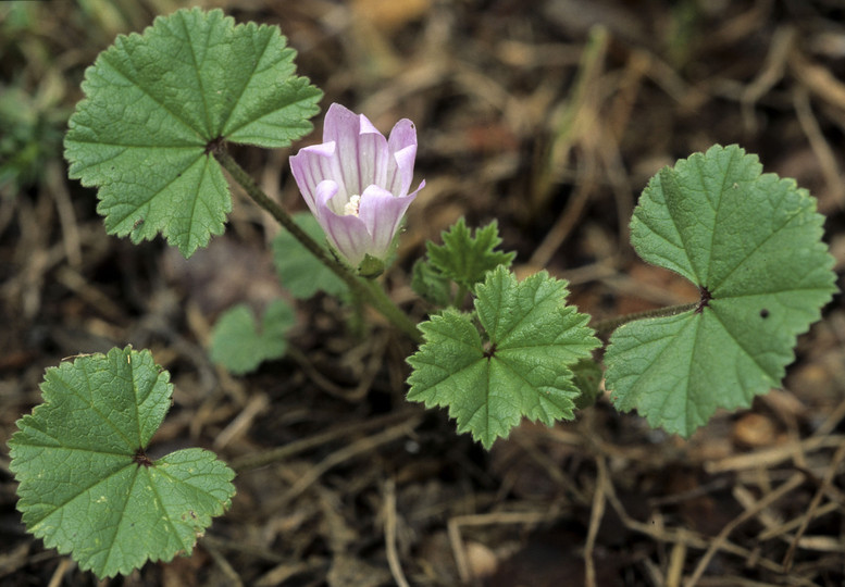 Malva neglecta