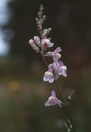 Linaria repens