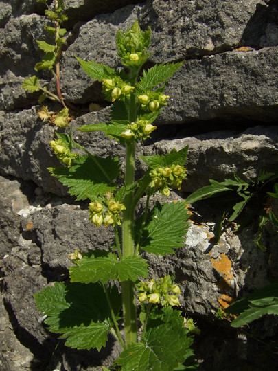 Scrophularia vernalis