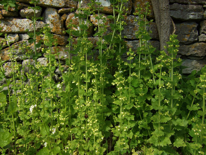 Scrophularia vernalis