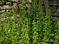 Scrophularia vernalis