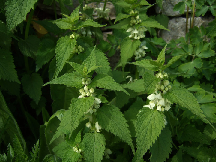 Lamium album