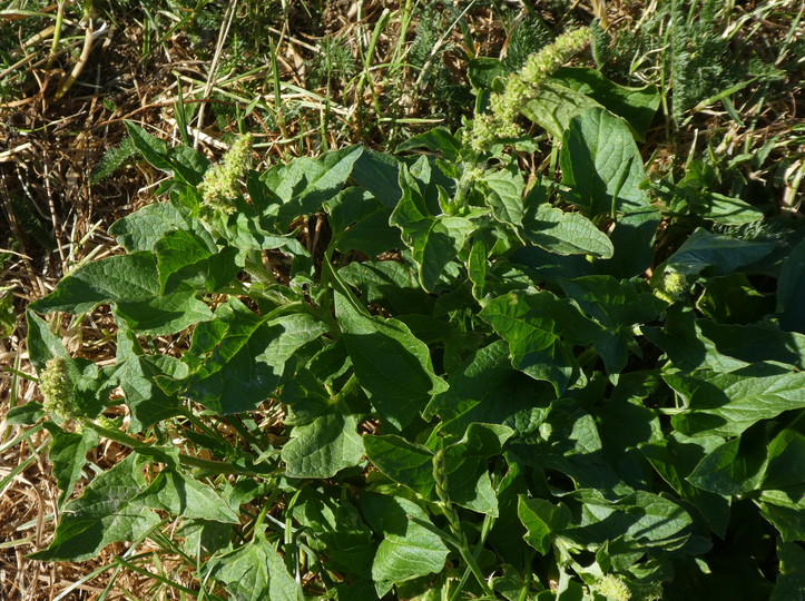 Chenopodium bonus-henricus