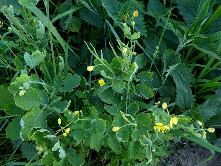 Chelidonium majus