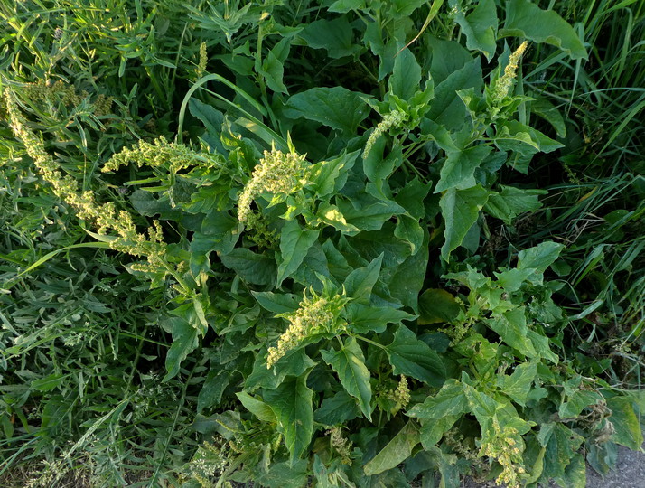 Chenopodium bonus-henricus