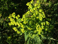 Euphorbia esula