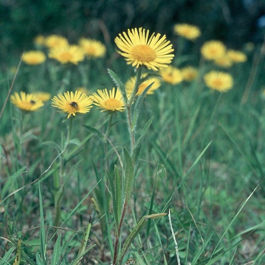 Inula britannica