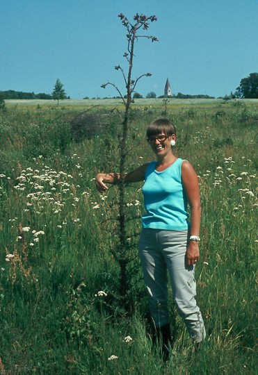 Cirsium palustre