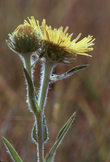 Inula britannica