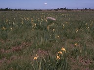 Iris pseudacorus