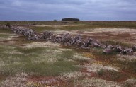 Galium palustre