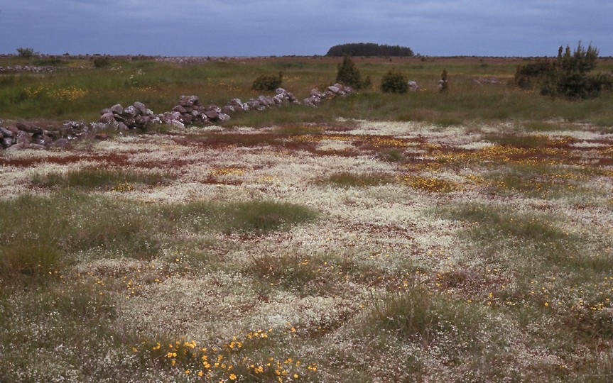 Galium palustre