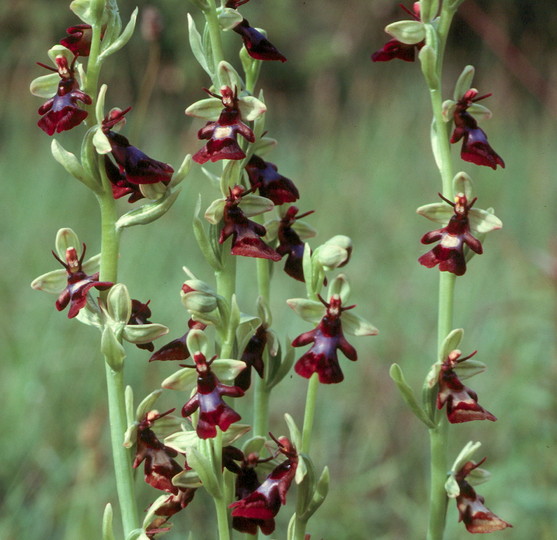 Ophrys insectifera