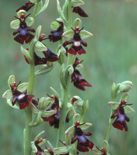 Ophrys insectifera