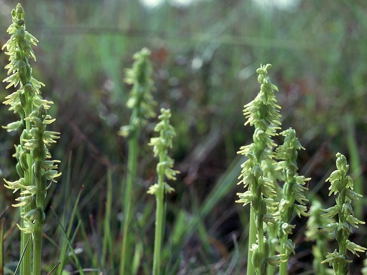 Herminium monorchis