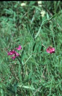 Lathyrus palustris