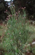 Epilobium parviflorum