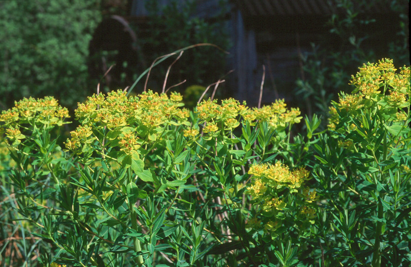 Euphorbia palustris