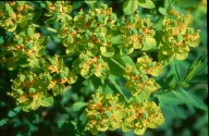 Euphorbia palustris