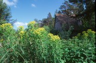 Euphorbia palustris