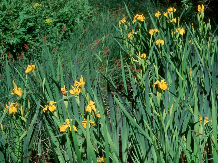 Iris pseudacorus