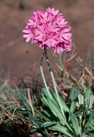 Primula farinosa