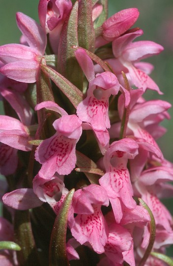 Dactylorhiza incarnata