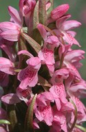 Dactylorhiza incarnata