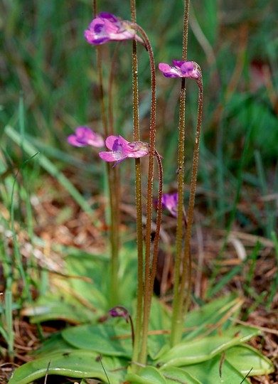 Pinguicula vulgaris