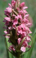 Dactylorhiza incarnata