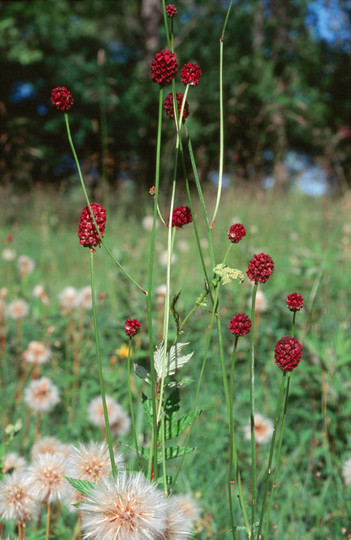 Sanguisorba officinalis