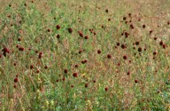 Sanguisorba officinalis