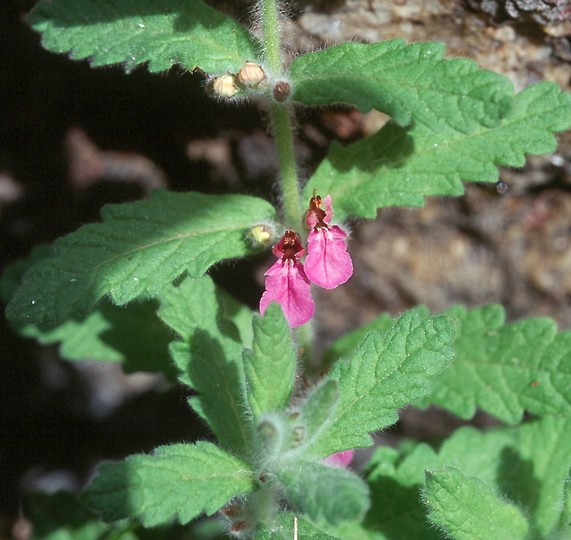 Teucrium scordium