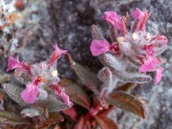 Teucrium scordium