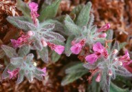 Teucrium scordium