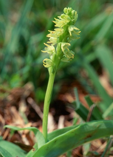 Herminium monorchis