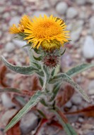 Inula britannica