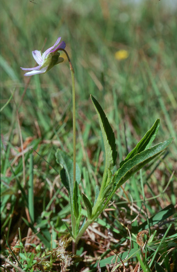 Viola pumila