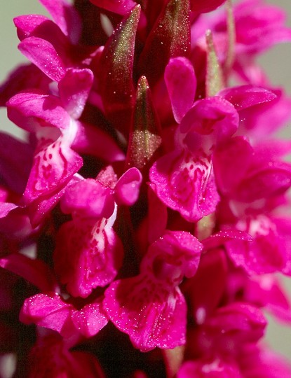 Dactylorhiza incarnata