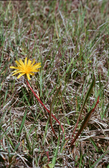 Taraxacum suecicum