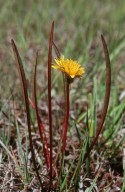 Taraxacum suecicum