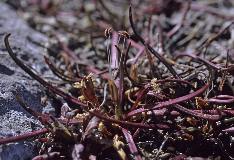 Littorella uniflora