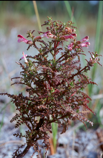 Pedicularis palustris ssp. opsiantha