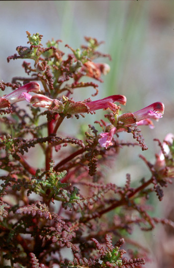 Pedicularis palustris ssp. opsiantha