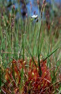 Drosera anglica