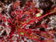 Drosera anglica