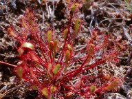 Drosera anglica