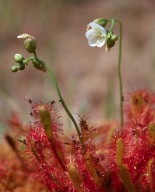 Drosera anglica