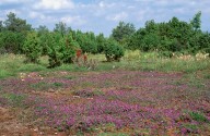 Scutellaria hastifolia